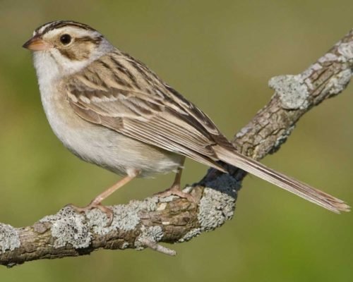 November 18: Audubon Birdwalk – Along the Rio Laja near Rancho Jaguar