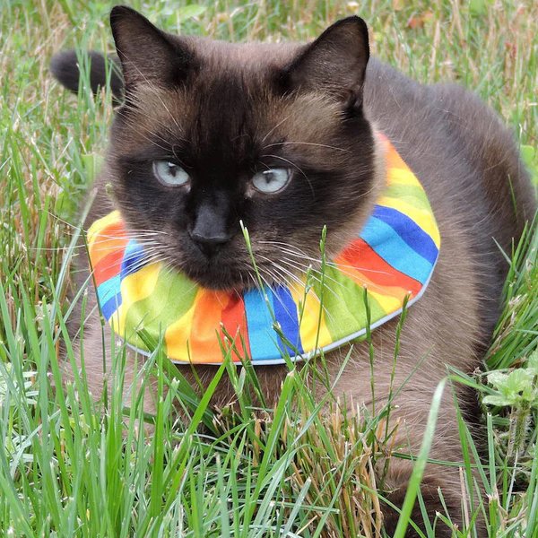 besafe cat collar